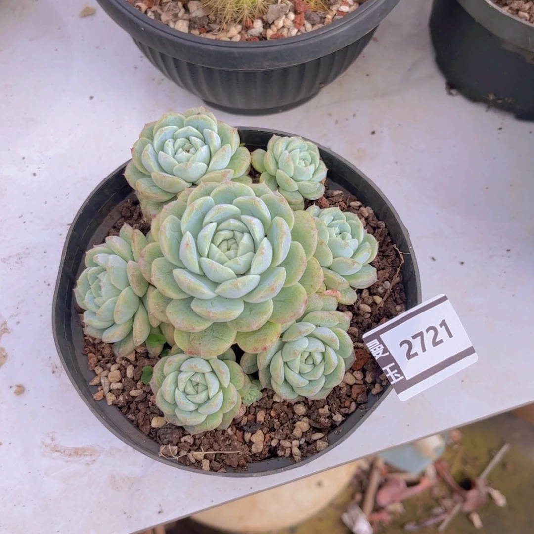 杂多肉植物多肉2721