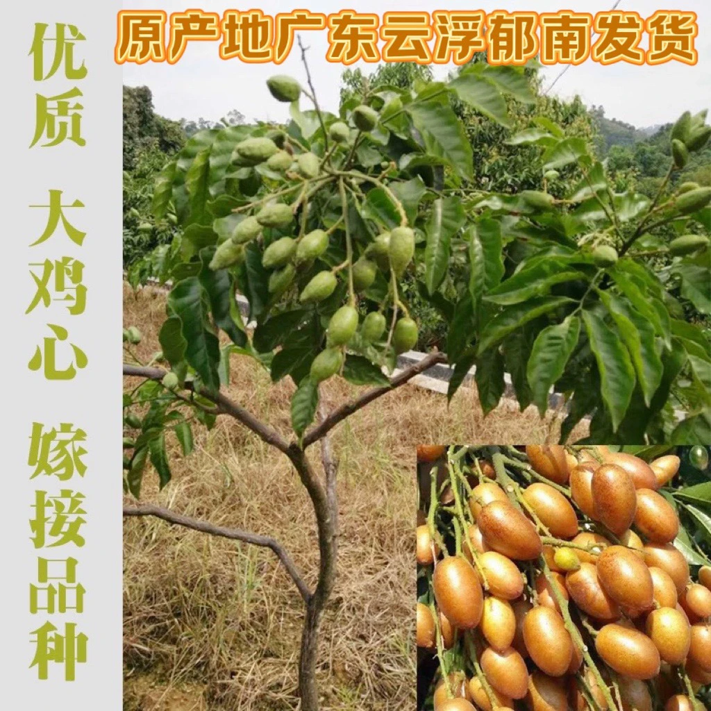 广东云浮郁南无核黄皮碧根果苗大鸡心苗冰糖嫁接苗盆栽水果苗