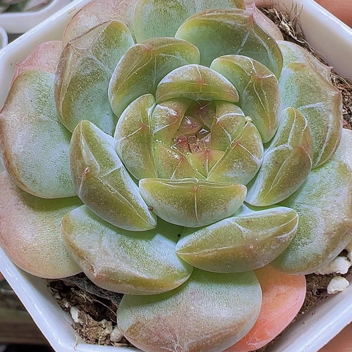 糖葫芦19包邮多肉植物