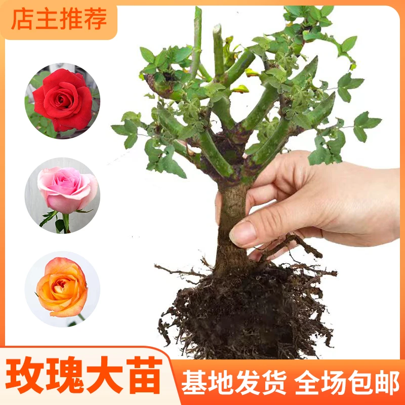 玫瑰老桩月季老桩高腰四季开花适应阳台庭院耐寒