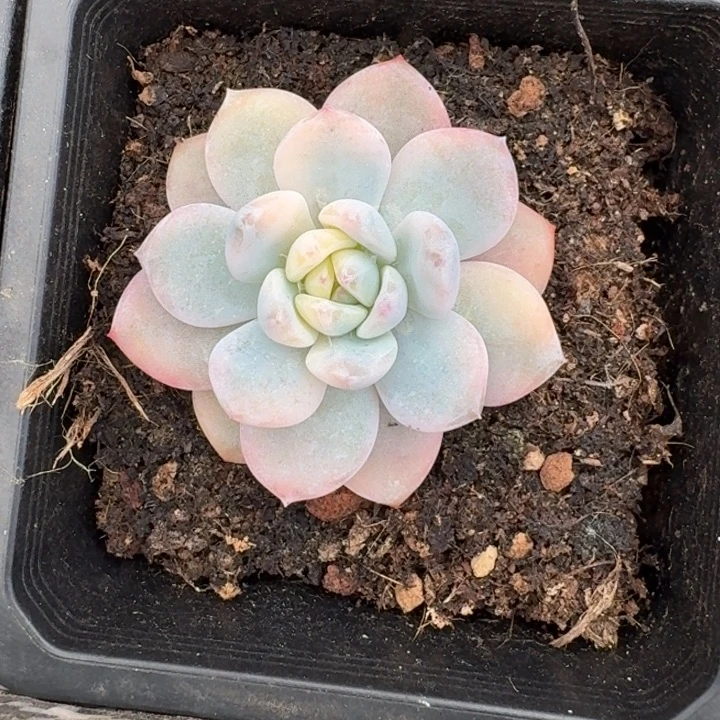橙梦露锦一物一拍