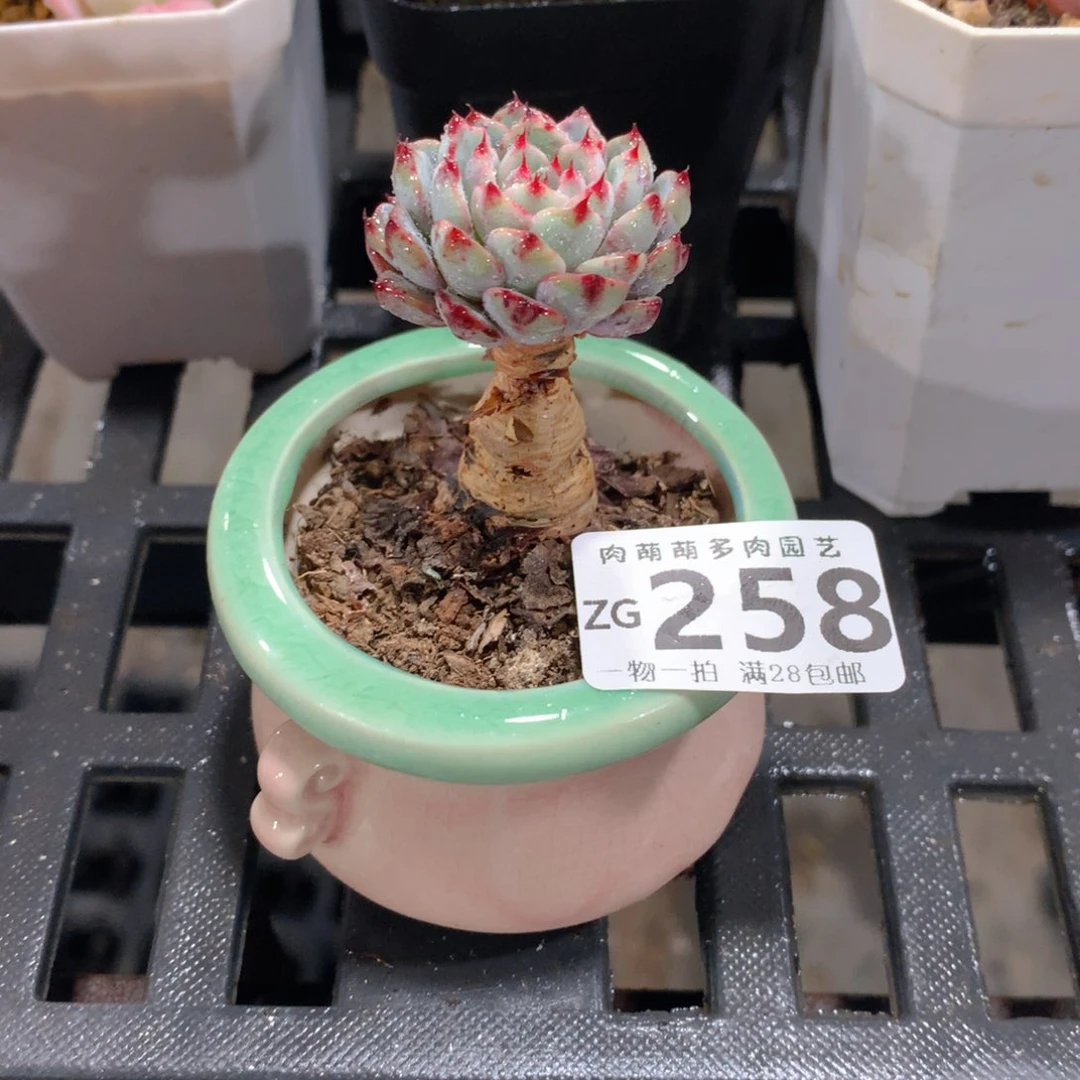 肉萌萌拇指盆精控多肉ZG258