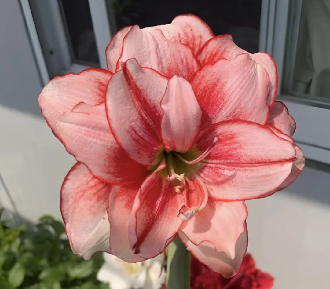 自然球 百变精灵朱顶红5➕