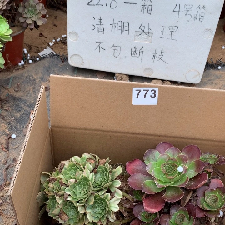 773四颗法师多肉