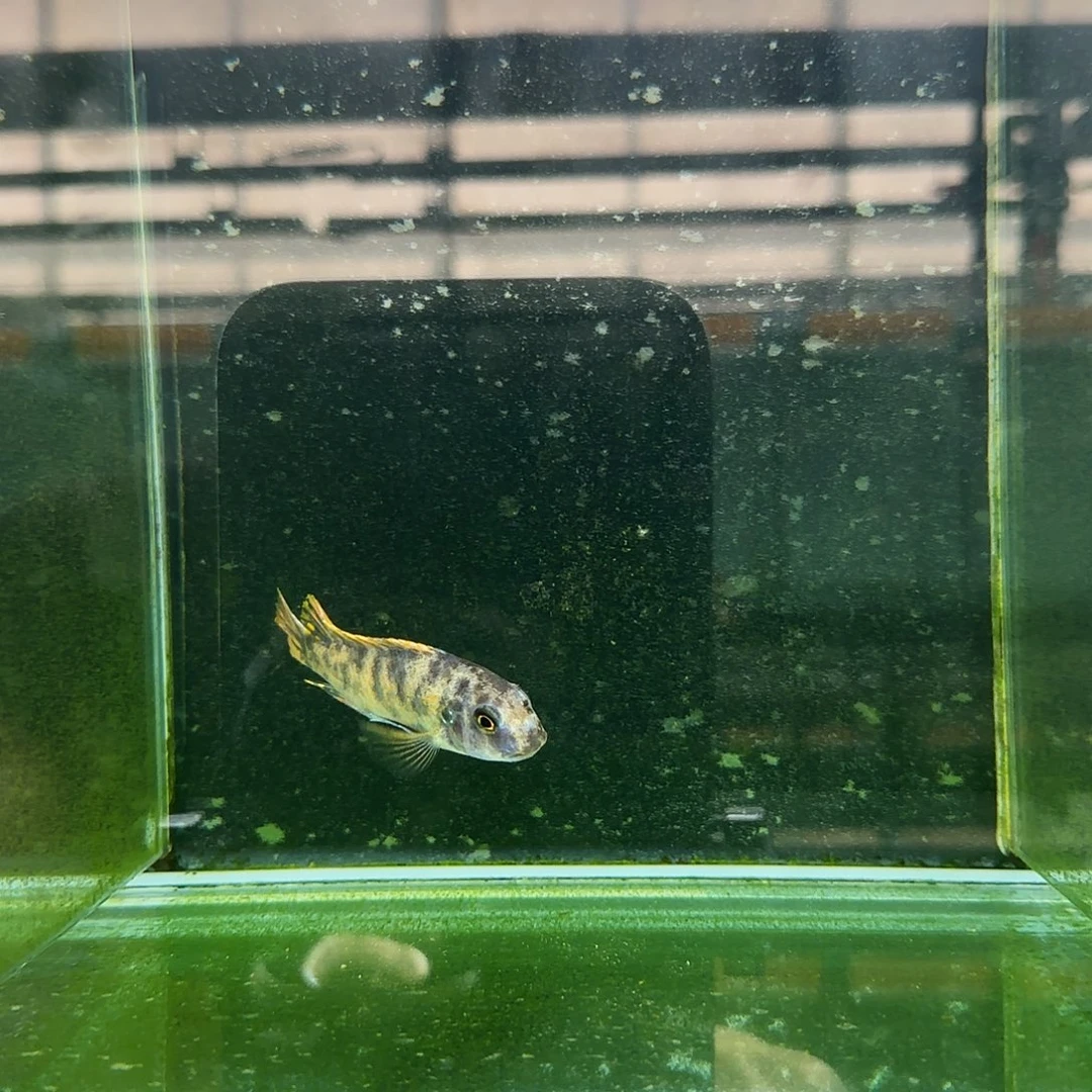 安***丶1329卡丑mc.