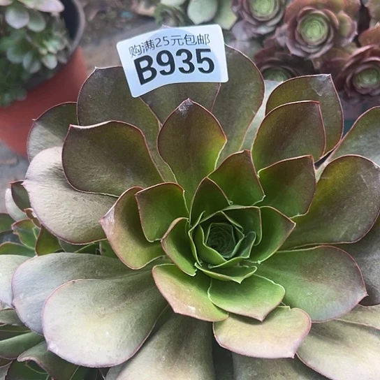 蜂**人多肉植物一个