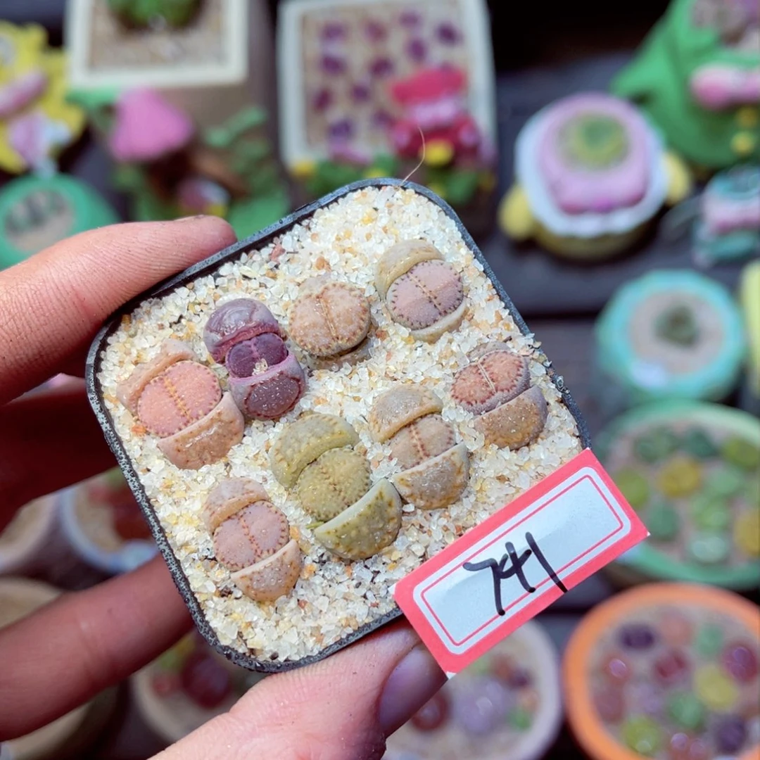 741生石花带盆发