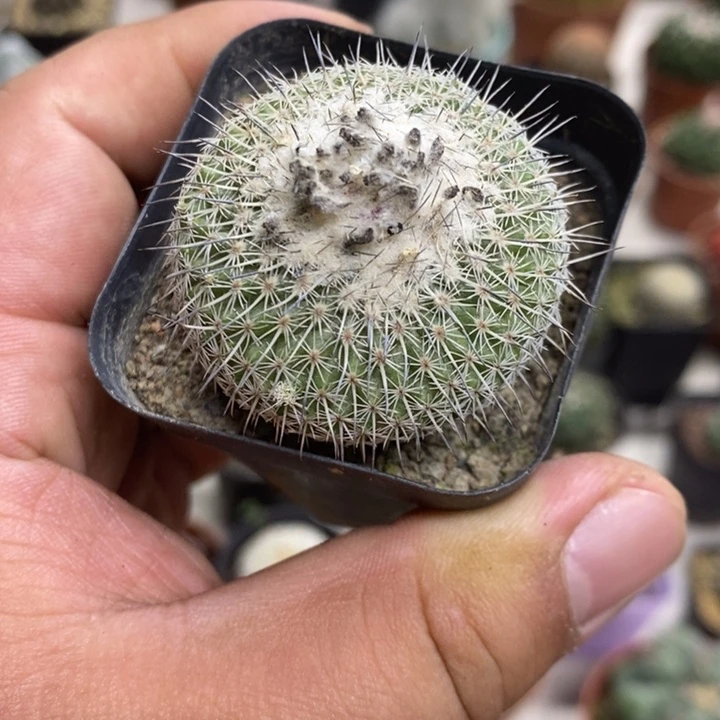 乌月丸特价福利特价