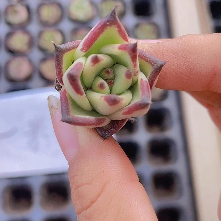 50精品乌木2颗一组