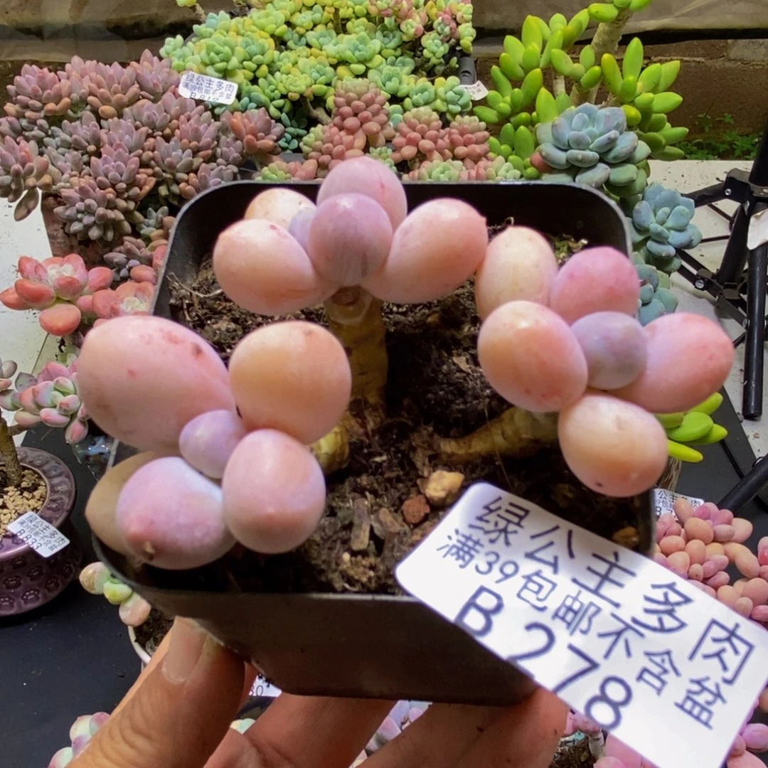 278香水手指6cm多肉