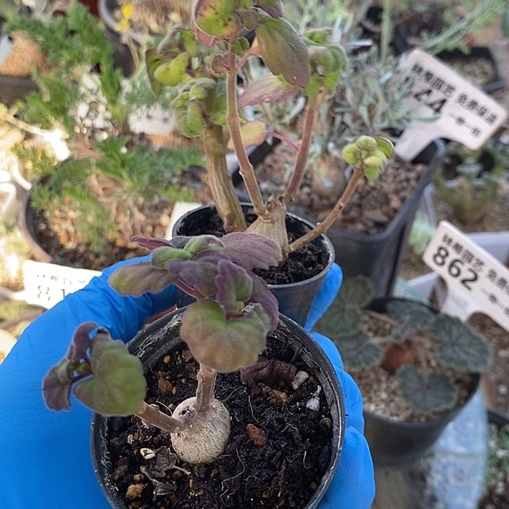 811爱是延命草一一一一