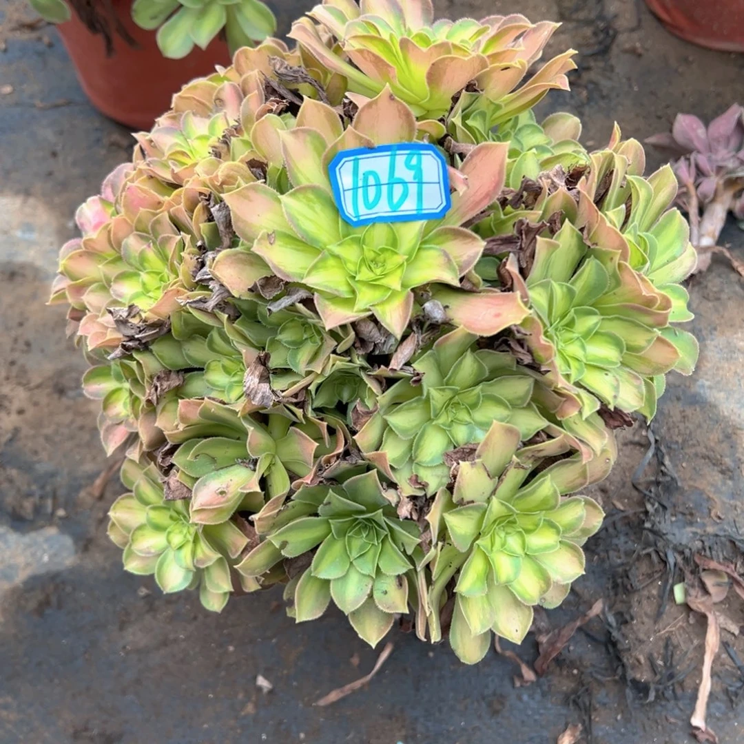 多肉植物韶华1069