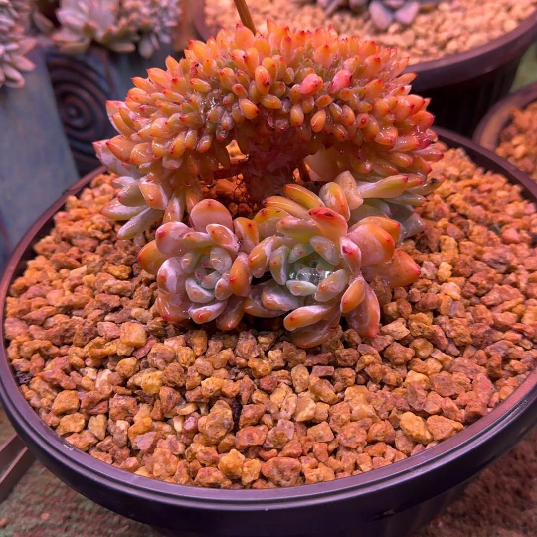 星影树缀无砍多肉