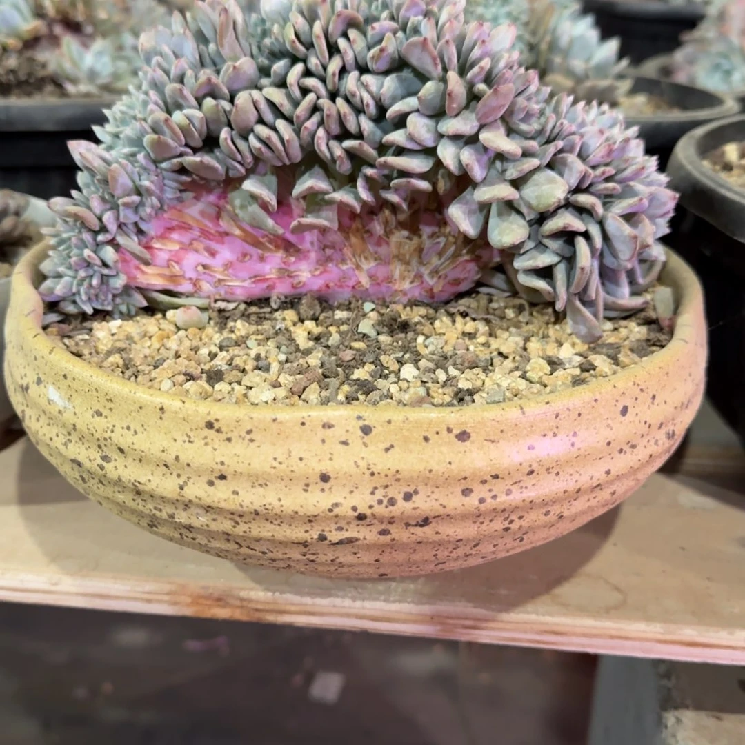 星影树缀22厘米无砍