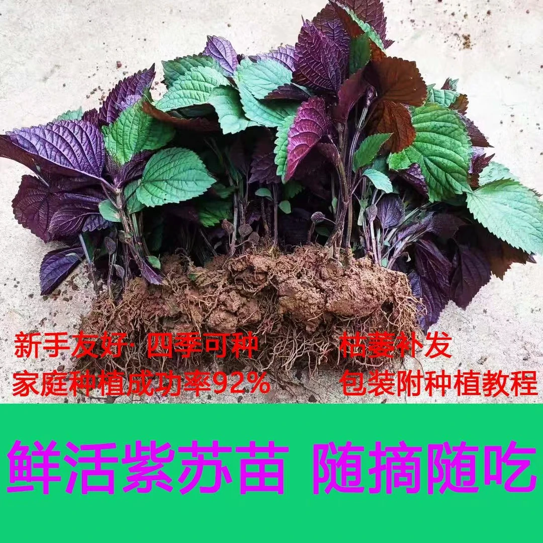 -/龙小幺广西新鲜紫苏种子苗可盆栽种植适合做牛蛙锅调料阳台庭院