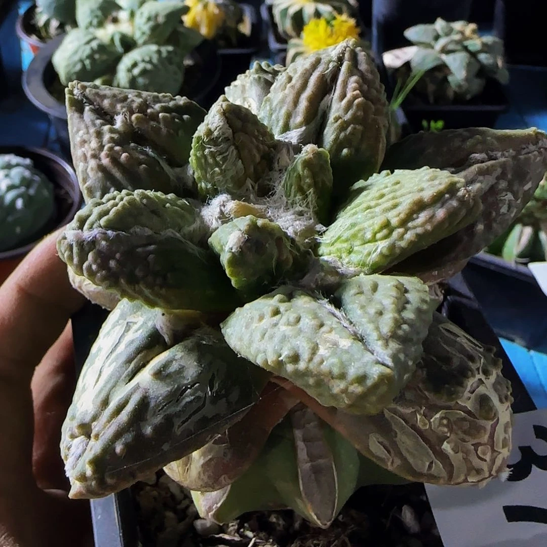 許****家怒涛杂372仙人球开花