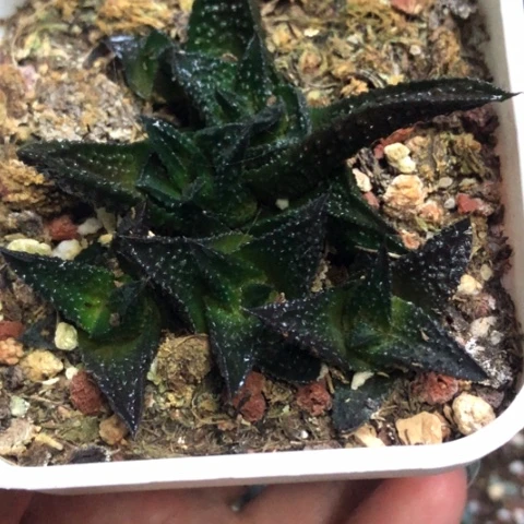 哥斯拉底座带6个侧牙带盆发货