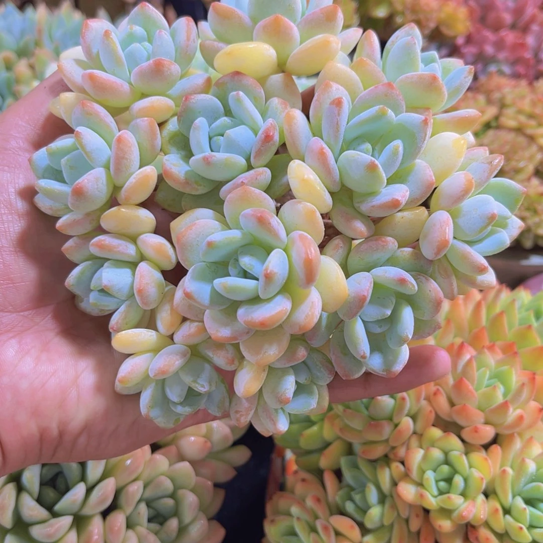 完全开放多肉植物冷香