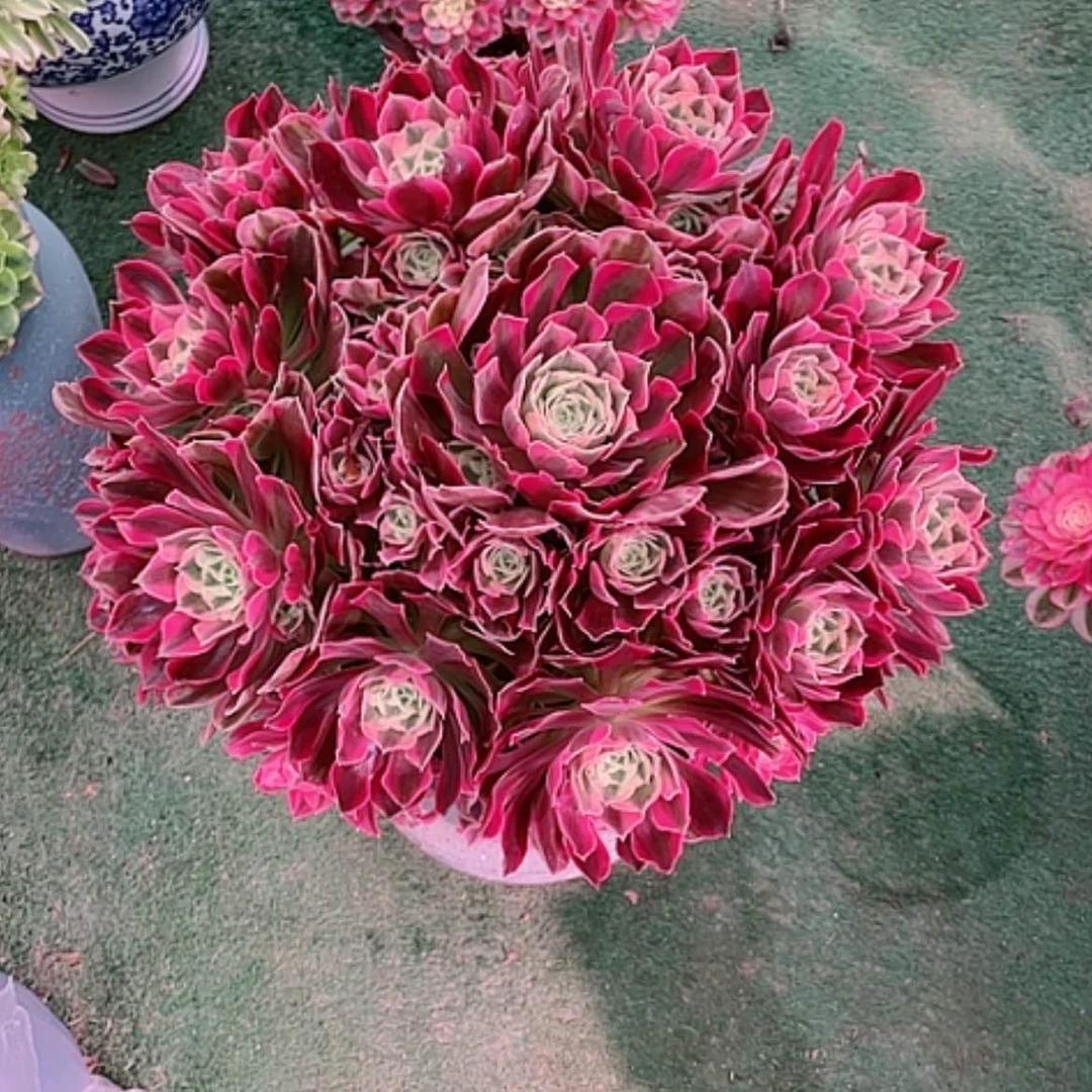 【闪购商品】香***?法师好看也好养