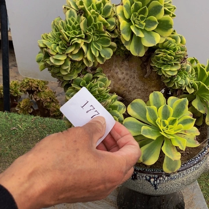 完全开放1771号金丝翡翠1颗多肉