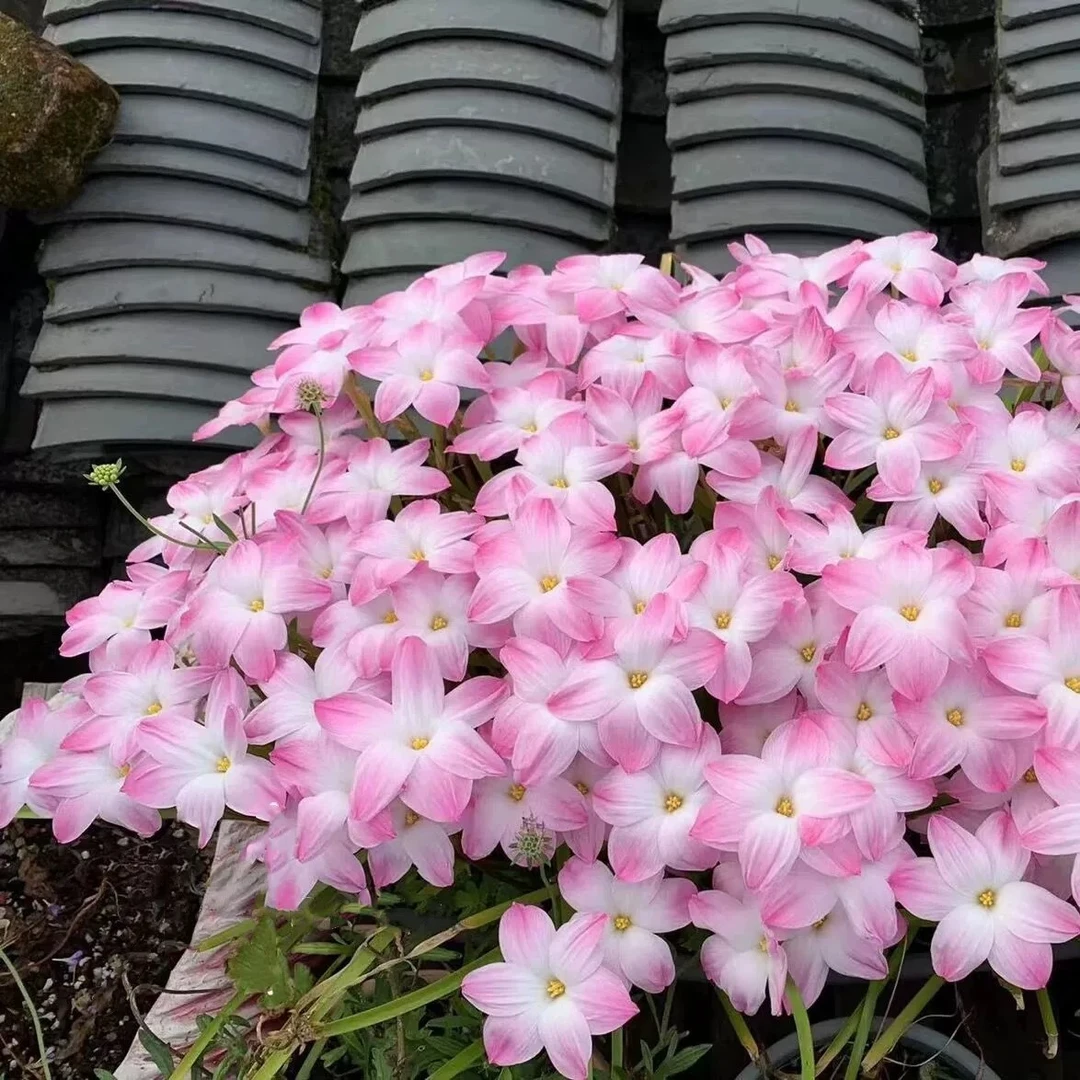 风雨兰种球耐热易养阳台花卉易爆盆懒人适合养的花四季开花植物