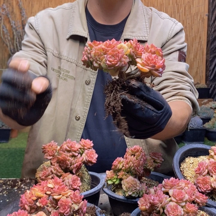 *****127号蜡牡丹多肉植物