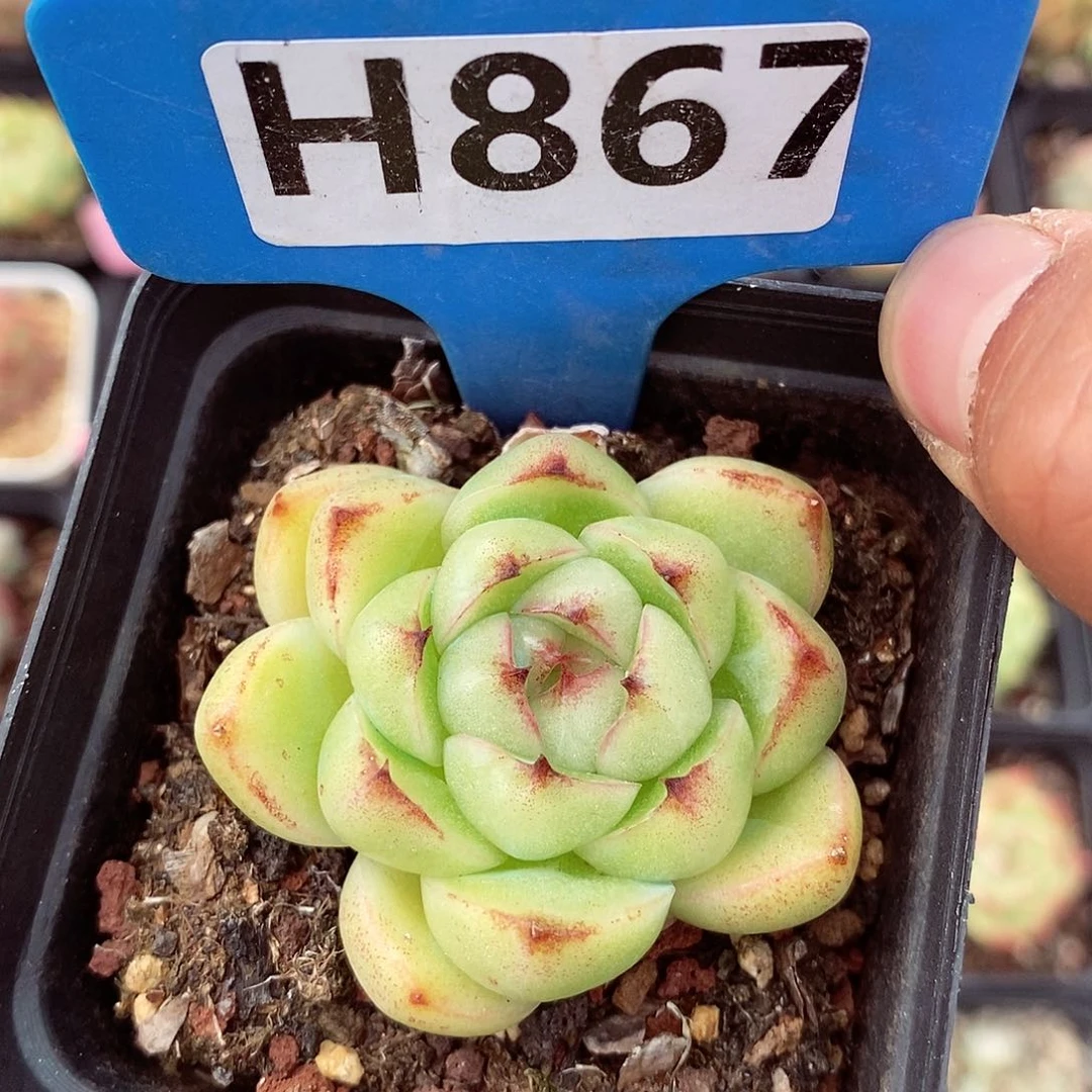 琉璃5cm多肉植物