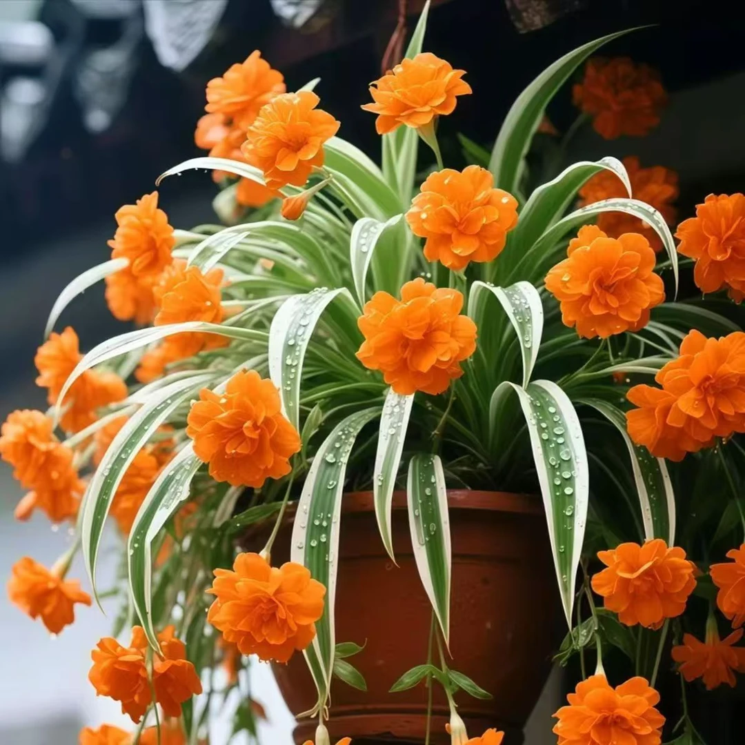 9·9=20棵金边吊兰四季开花浓香大花型新手好养室内外花卉绿植盆栽