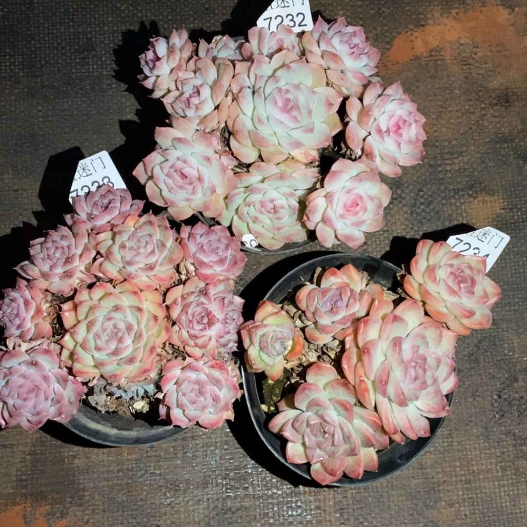 ****园不售后~7232~7233~7234