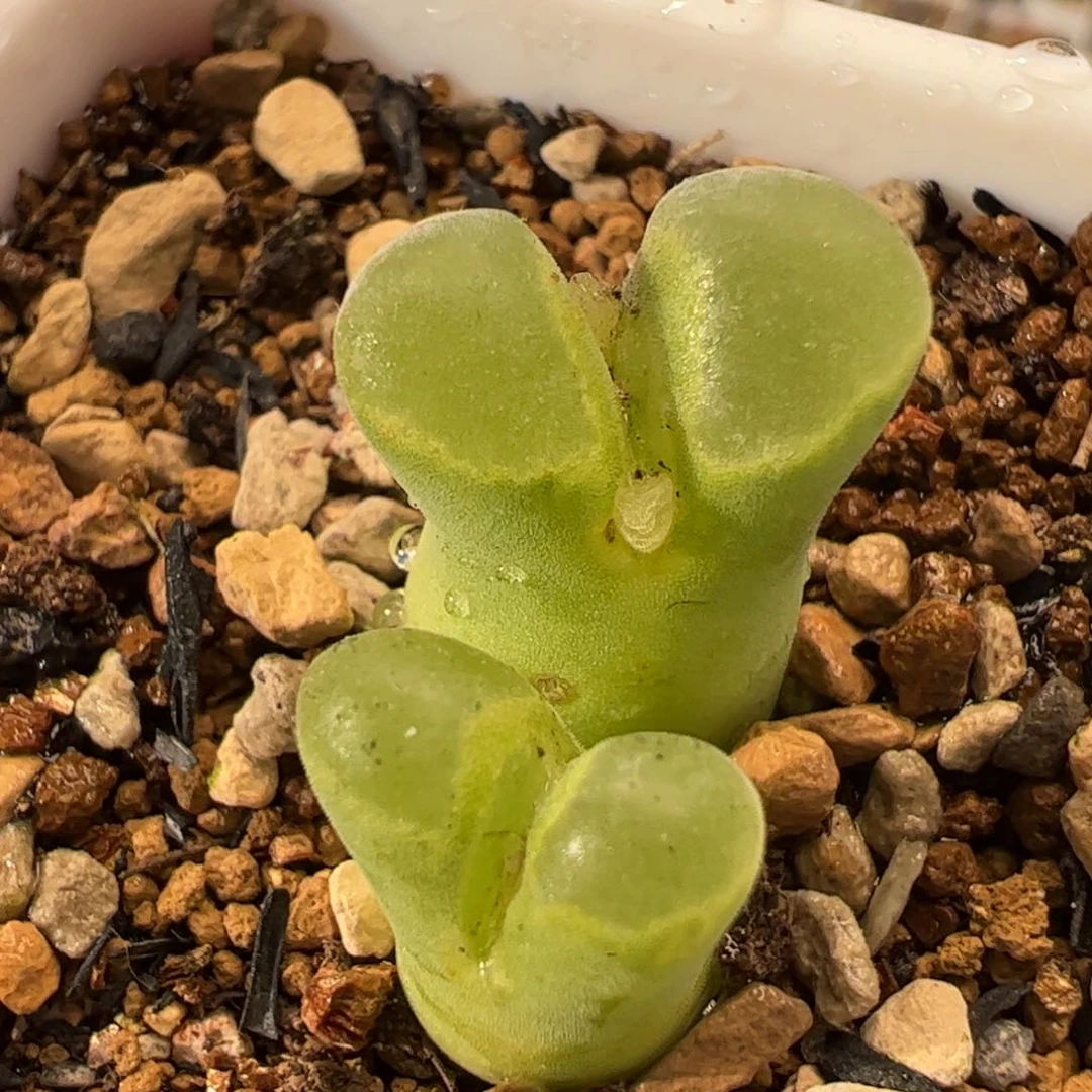 463多肉植物组合