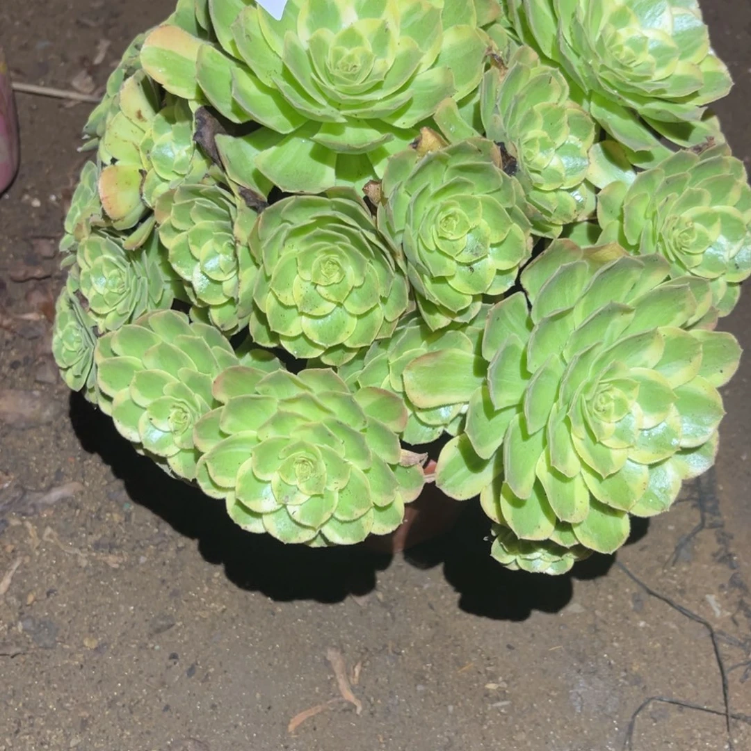 雨荷多肉法师457号法师