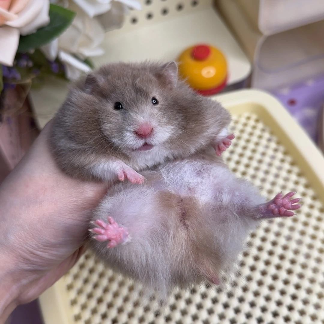 43巧波妹妹4.19生日143g