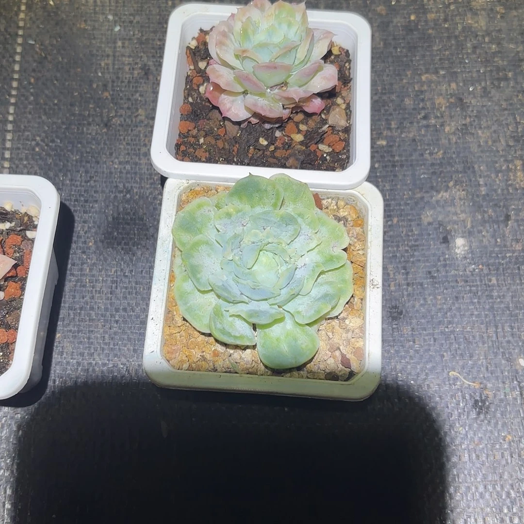 湖***浆哈哈哈哈哈哈哈哈哈哈宝贝吧