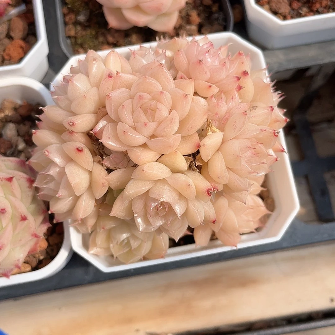 优选麦秆精品311