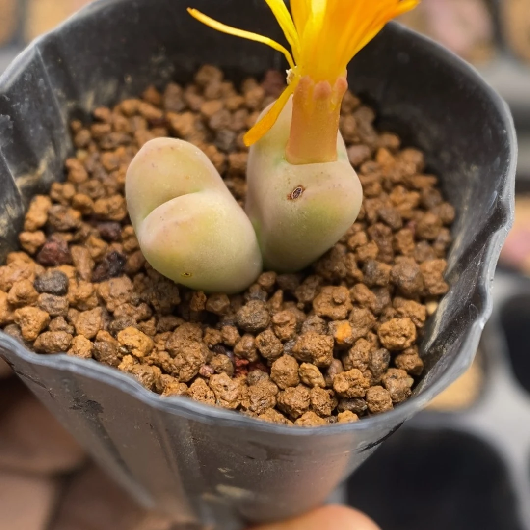 多肉植物肉锥杂交K-3669 微瑕 勋章杂