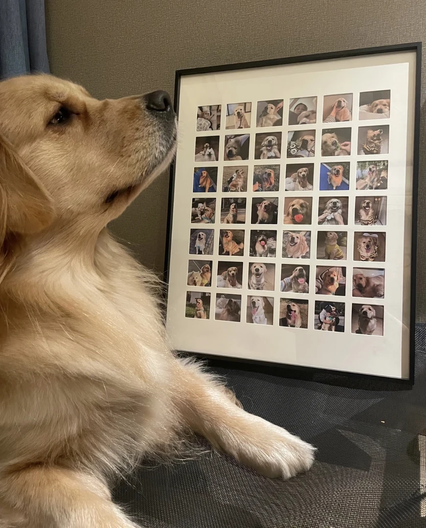 宫先生萌宠甄选下架相框