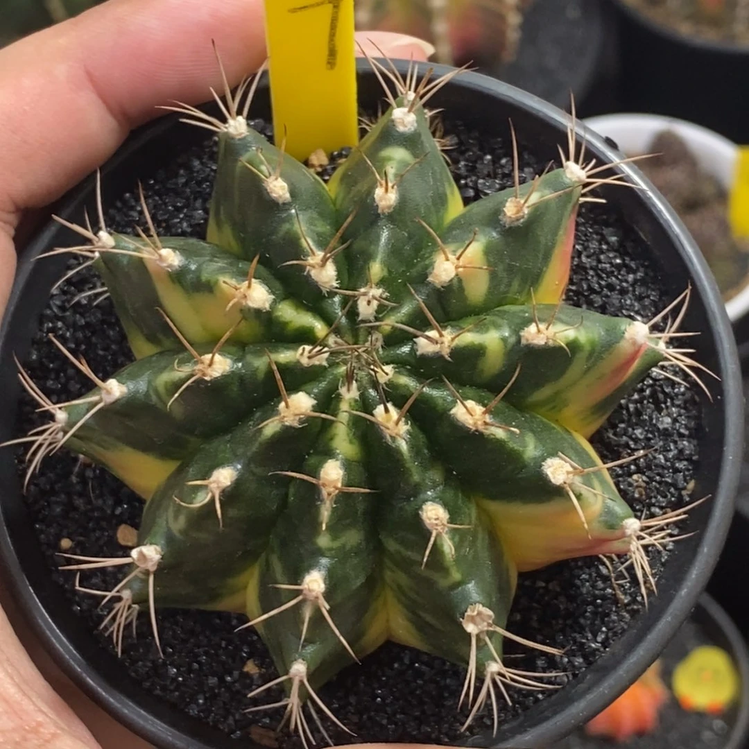 全品米哈—带盆土发货7