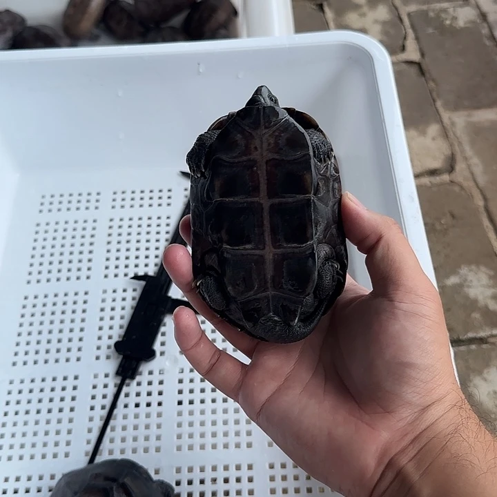 公宠物龟外塘冷水湖北草