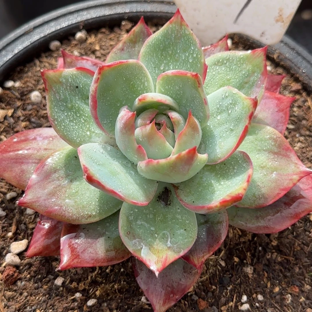 惊鸿一物一拍包装收缩花旱237