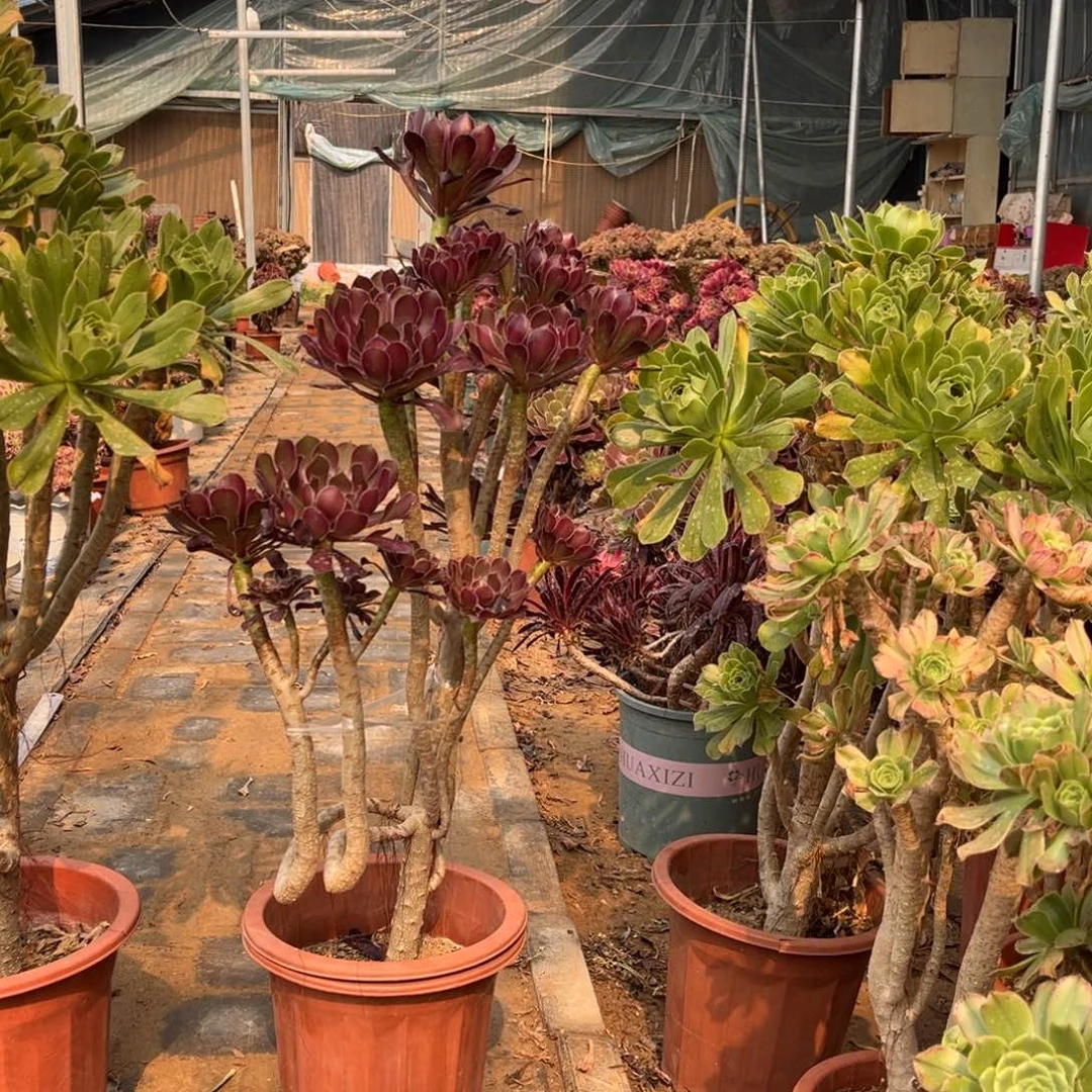 履职一物一拍鲜花