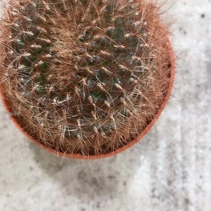 红刺沟宝仙人球。2467899