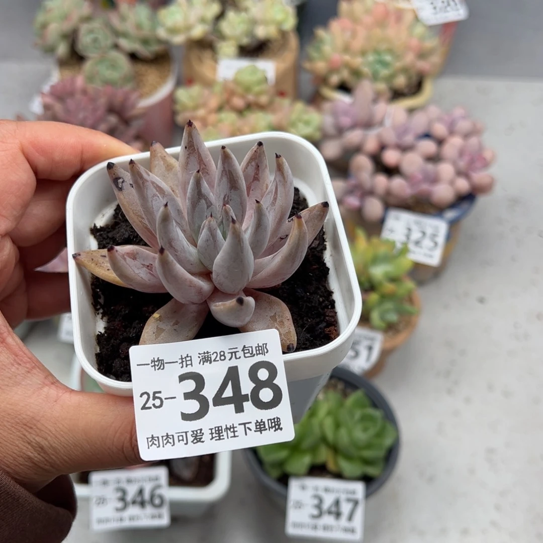 魔爪，多肉多肉多肉多肉