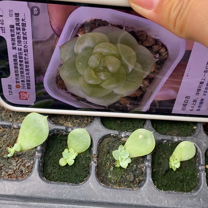 白吉叶插苗一个量