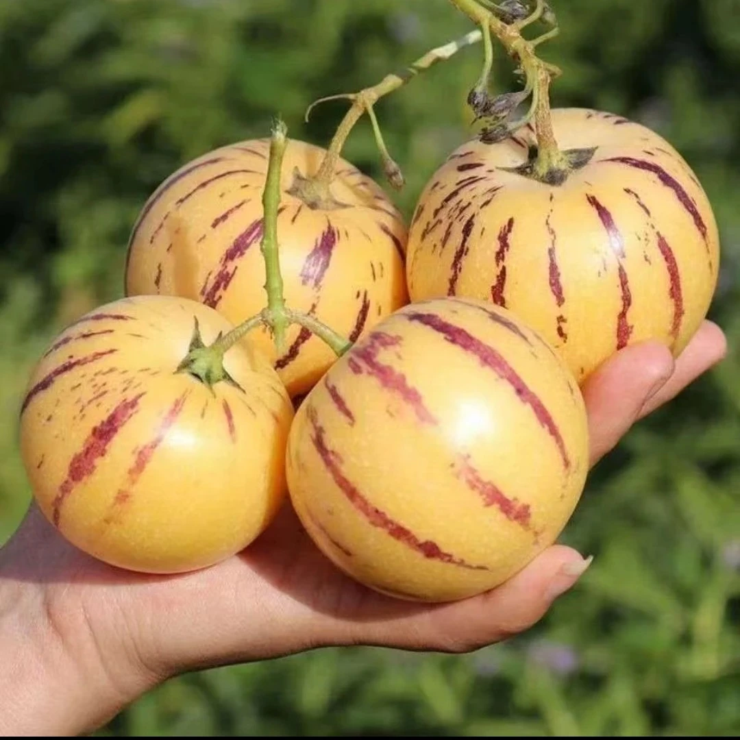 云南石林应季树熟果黄肉圆果新鲜清甜多汁水果