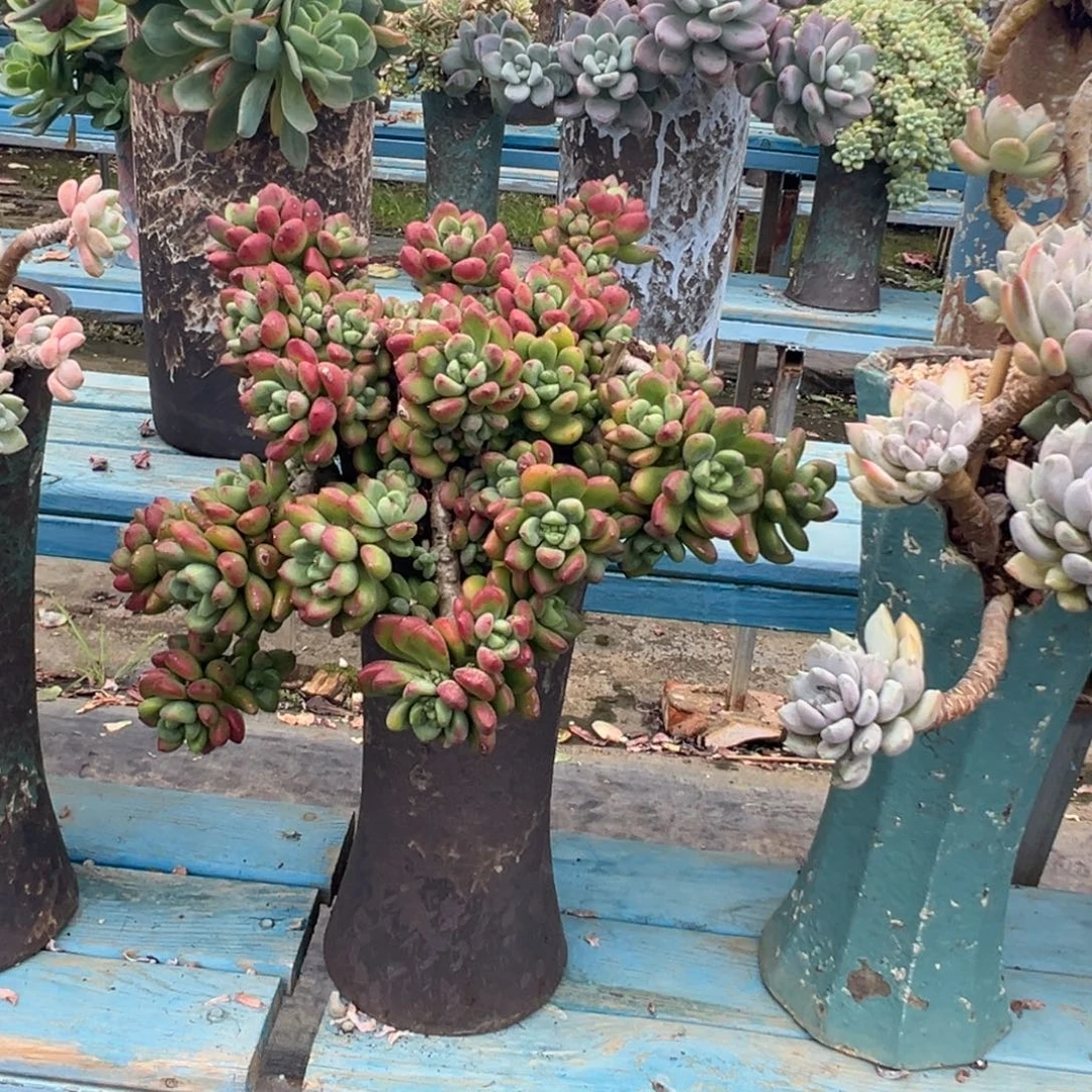 精品香草玛利亚妖桩 裸根