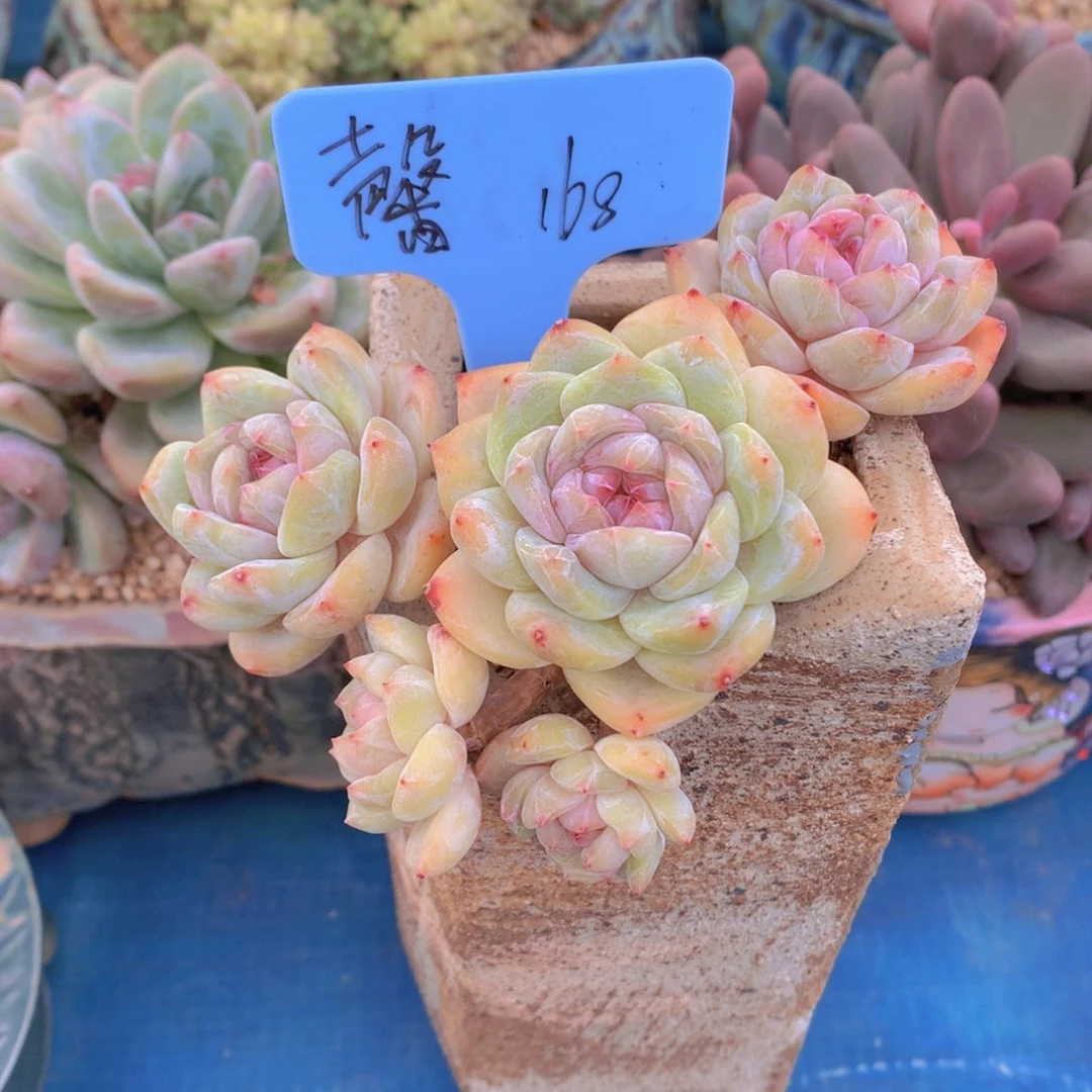 我家的小姐姐们都是我的小可爱们的