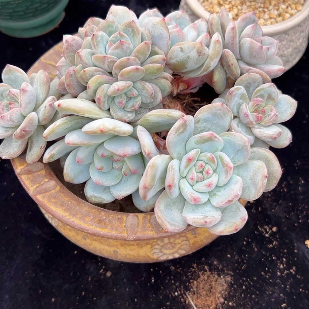 新年快乐 新年快乐 新年快乐