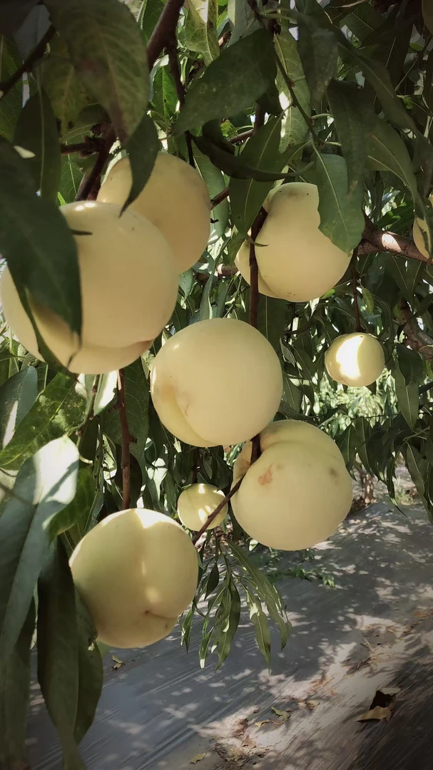 新鲜现摘应季秋蜜蜜桃香甜多汁5斤尝鲜装