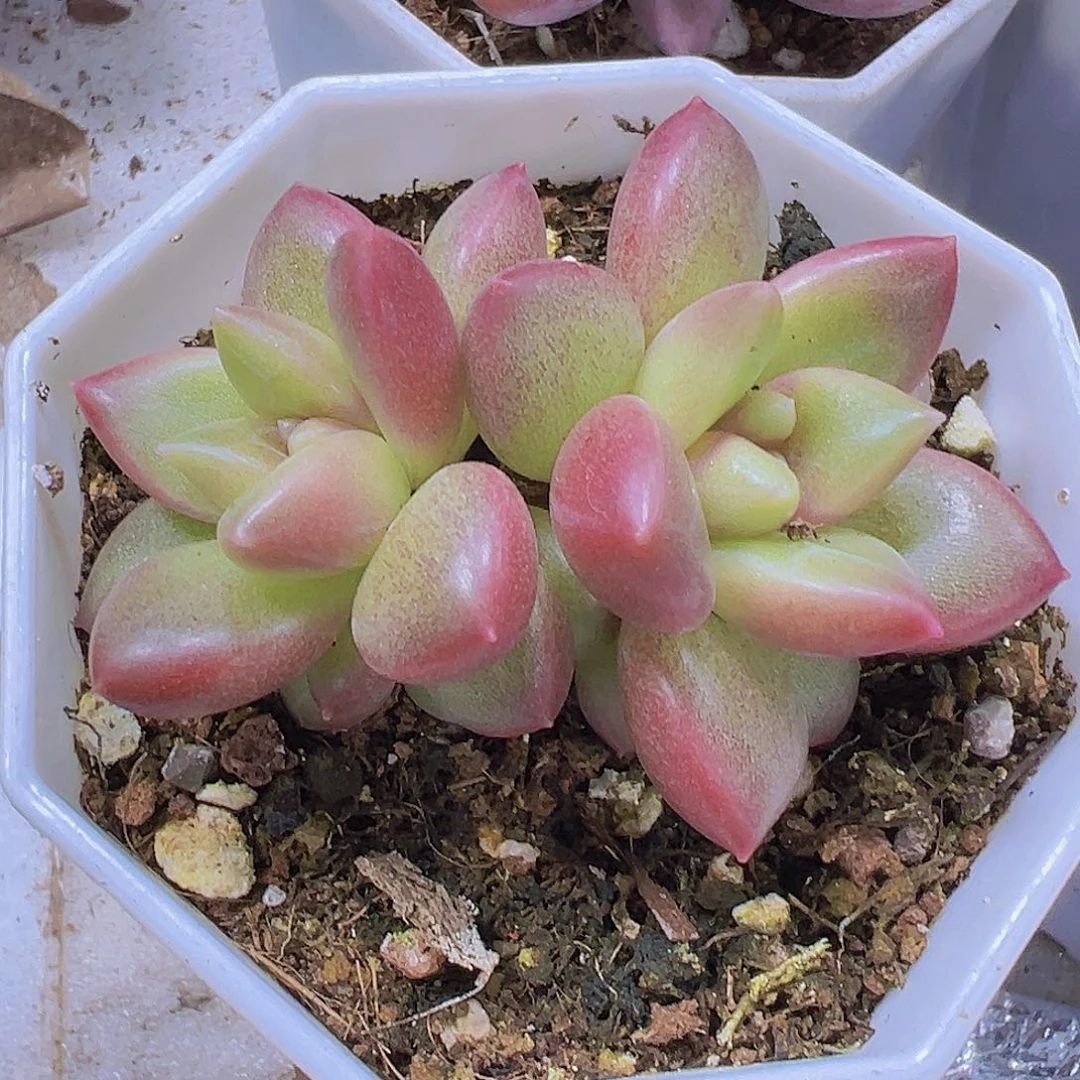 迷雾泡泡19包邮多肉植物