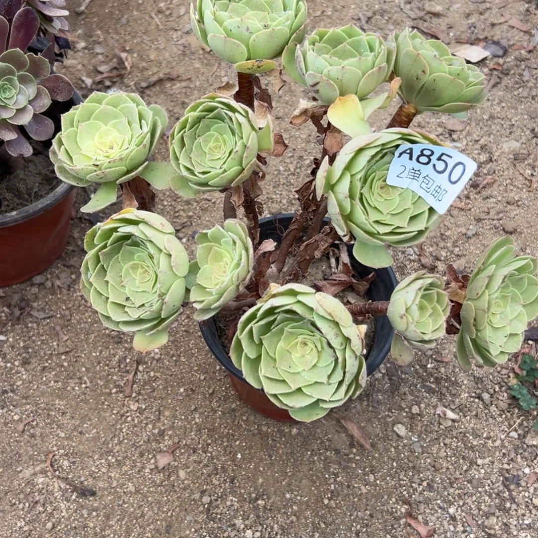 850多肉   万圣节